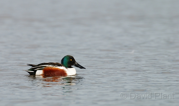 Shoveler male - B.jpg - Shoveler (male) - Slimbridge